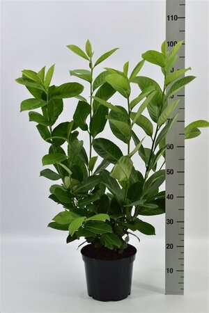 Prunus l. 'Rotundifolia' 60-80 cm cont. 5,0L - afbeelding 6