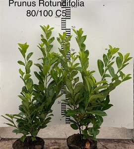 Prunus l. 'Rotundifolia' 80-100 cm cont. 5,0L
