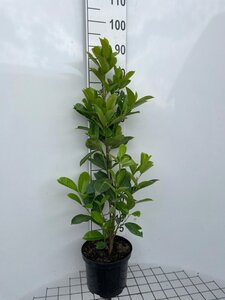 Prunus l. 'Rotundifolia' 80-100 cm cont. 5,0L - afbeelding 4