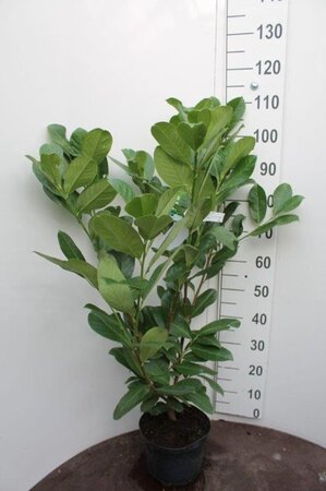 Prunus l. 'Rotundifolia' 80-100 cm cont. 5,0L - afbeelding 3