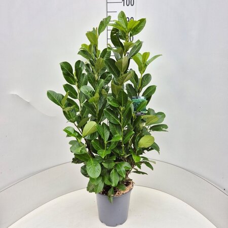 Prunus l. 'Rotundifolia' 80-100 cm cont. 7,5L - afbeelding 3