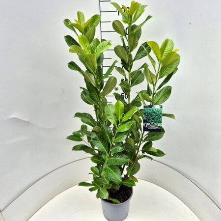 Prunus l. 'Rotundifolia' 80-100 cm cont. 7,5L - afbeelding 4