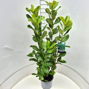 Prunus l. 'Rotundifolia' 80-100 cm cont. 7,5L - afbeelding 4