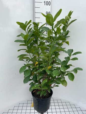 Prunus l. 'Rotundifolia' 80-100 cm cont. 7,5L - afbeelding 6