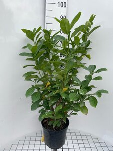 Prunus l. 'Rotundifolia' 80-100 cm cont. 7,5L - afbeelding 6