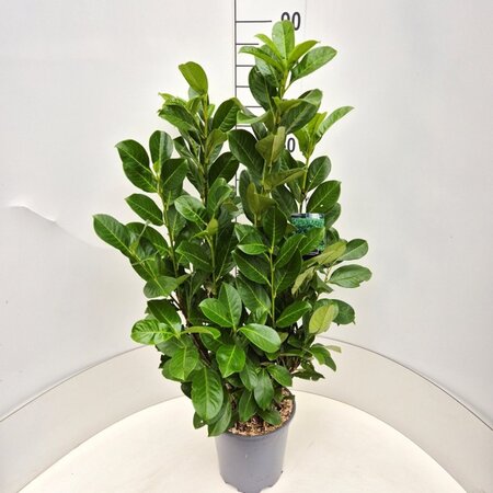 Prunus l. 'Rotundifolia' 80-100 cm cont. 7,5L - afbeelding 5
