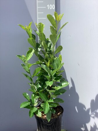 Prunus l. 'Rotundifolia' 80-100 cm cont. 7,5L - afbeelding 2