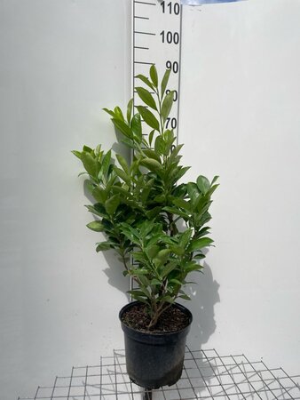 Prunus l. 'Rotundifolia' 80-100 cm cont. 7,5L - afbeelding 1
