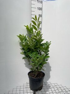 Prunus l. 'Rotundifolia' 80-100 cm cont. 7,5L - afbeelding 1