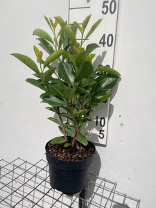 Prunus l. 'Rotundifolia' geen maat specificatie cont. 3,0L