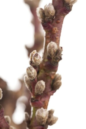 Prunus persica 6-8 Halfstam wortelgoed - afbeelding 2