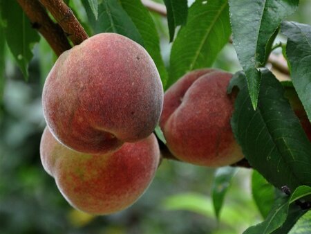 Prunus p. 'Fertile de Septembre' WIT 10-12 Halfstam wortelgoed - afbeelding 2