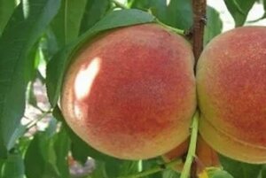 Prunus p. 'Lieveling' WIT 35-40 Hoogstam draadkluit 4 X verplant