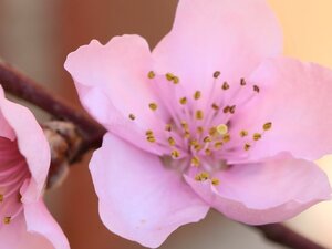 Prunus p. nucipersica 'Lord Napier' WIT 10-12 Hoogstam wortelgoed