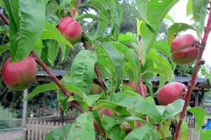 Prunus p. 'Mme Blanchet' 2jr. A kwal. wortelgoed struik