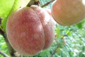 Prunus p. 'Madam Gaujard' 2jr. A kwal. wortelgoed struik