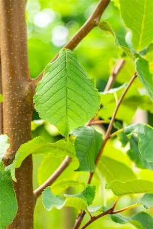 Prunus padus 'Tiefurt' 18-20 Hoogstam draadkluit 260 cm stam dakvorm 140 Versgeleid - afbeelding 2