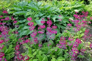 Primula pulverulenta geen maat specificatie 0,55L/P9cm