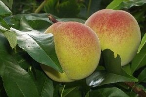 Prunus p. 'Vaes Oogst' 8-10 Halfstam wortelgoed