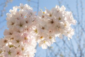 Prunus ser. 'Amanogawa' 125-150 cm wortelgoed 3 tak struik - afbeelding 2