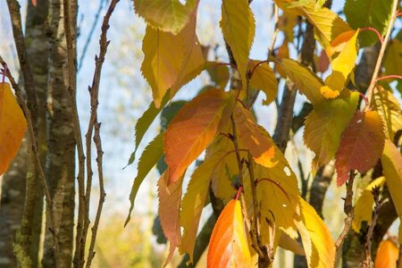 Prunus ser. 'Amanogawa' 150-175 cm wortelgoed geveerd - afbeelding 9