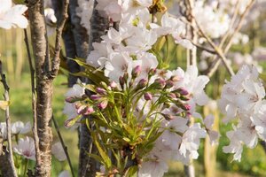 Prunus ser. 'Amanogawa' 150-175 cm wortelgoed geveerd - afbeelding 7