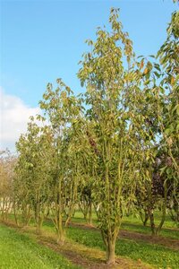 Prunus ser. 'Amanogawa' 150-175 cm wortelgoed geveerd - afbeelding 4