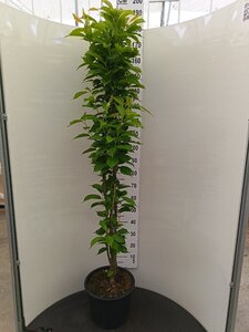 Prunus ser. 'Amanogawa' 175-200 cm cont. 15L
