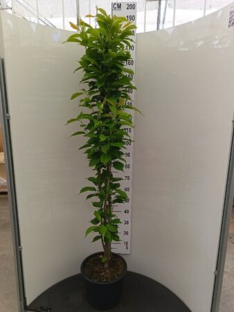 Prunus ser. 'Amanogawa' 175-200 cm cont. 15L