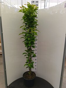 Prunus ser. 'Amanogawa' 175-200 cm cont. 15L