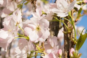 Prunus ser. 'Amanogawa' 175-200 cm wortelgoed 3 tak struik
