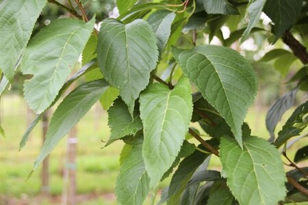 Prunus ser. 'Amanogawa' 250-300 cm draadkluit geveerd - afbeelding 8