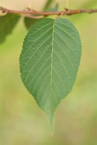 Prunus ser. 'Amanogawa' 250-300 cm draadkluit geveerd - afbeelding 6