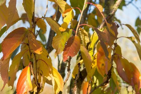 Prunus ser. 'Amanogawa' 250-300 cm draadkluit geveerd - afbeelding 5