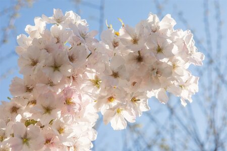 Prunus ser. 'Amanogawa' 250-300 cm draadkluit geveerd - afbeelding 2