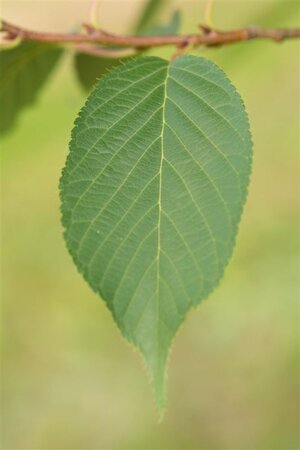 Prunus ser. 'Amanogawa' 80-120 cm wortelgoed 3 tak struik - afbeelding 6