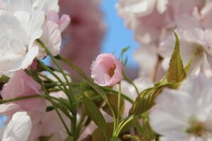 Prunus ser. 'Amanogawa' 80-120 cm wortelgoed 3 tak struik - afbeelding 3