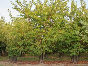 Prunus subh. 'Autumnalis Rosea' 60-80 cm wortelgoed 3-4 tak struik