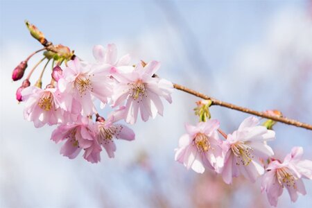 Prunus subh. 'Autumnalis Rosea' 60-80 cm wortelgoed 3-4 tak struik - afbeelding 5
