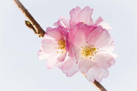 Prunus subh. 'Autumnalis Rosea' 60-80 cm wortelgoed 3-4 tak struik - afbeelding 6