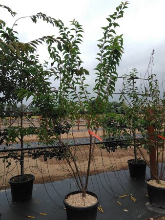 Prunus subh. 'Autumnalis' 175-200 cm cont. 50L meerstammig - afbeelding 1