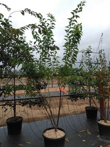 Prunus subh. 'Autumnalis' 175-200 cm cont. 50L meerstammig - afbeelding 1