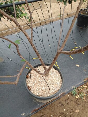 Prunus subh. 'Autumnalis' 175-200 cm cont. 50L meerstammig - afbeelding 2