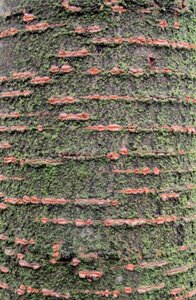 Prunus subh. 'Autumnalis' 60-80 cm wortelgoed 3-5 tak struik - afbeelding 11