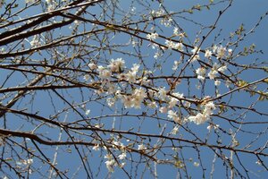 Prunus subh. 'Autumnalis' 60-80 cm wortelgoed 3-5 tak struik - afbeelding 6