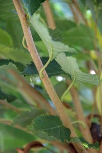 Prunus subh. 'Autumnalis' 80-100 cm wortelgoed 5-8 tak struik - afbeelding 14