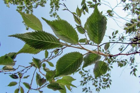 Prunus subh. 'Autumnalis' 80-100 cm wortelgoed 5-8 tak struik - afbeelding 12