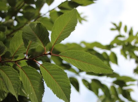 Prunus subh. 'Autumnalis' 80-100 cm wortelgoed 5-8 tak struik - afbeelding 3