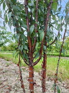 Prunus serrula 175-200 cm draadkluit meerstammig