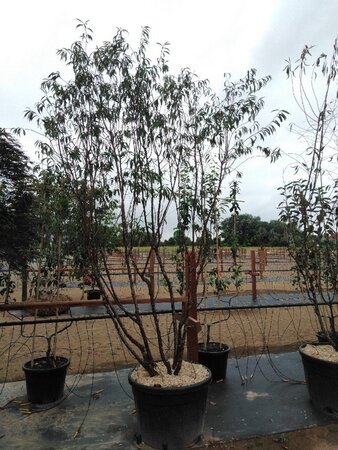 Prunus serrula 250-300 cm cont. 150L meerstammig - afbeelding 1